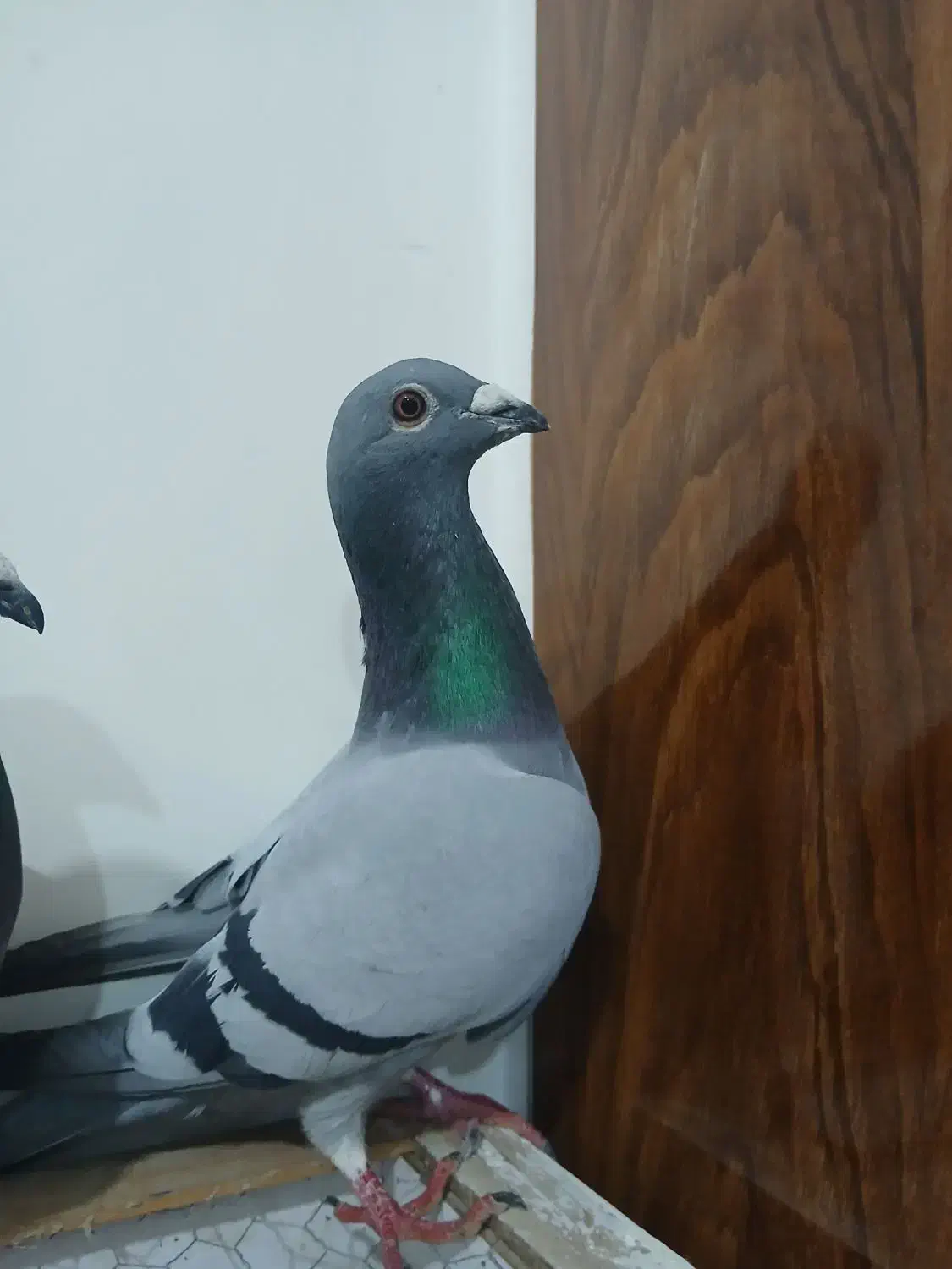 دوبر|حیوانات|اردبیل, |دیوار