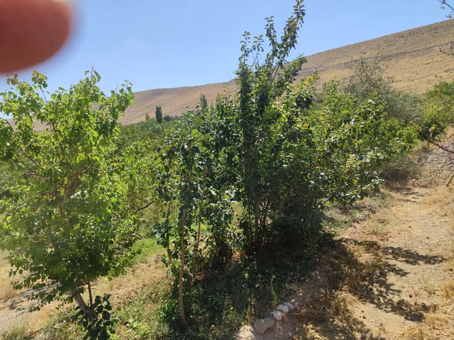 فروش باغ ویلایی دراسکو|فروش زمین و ملک کلنگی|اسکو, |دیوار