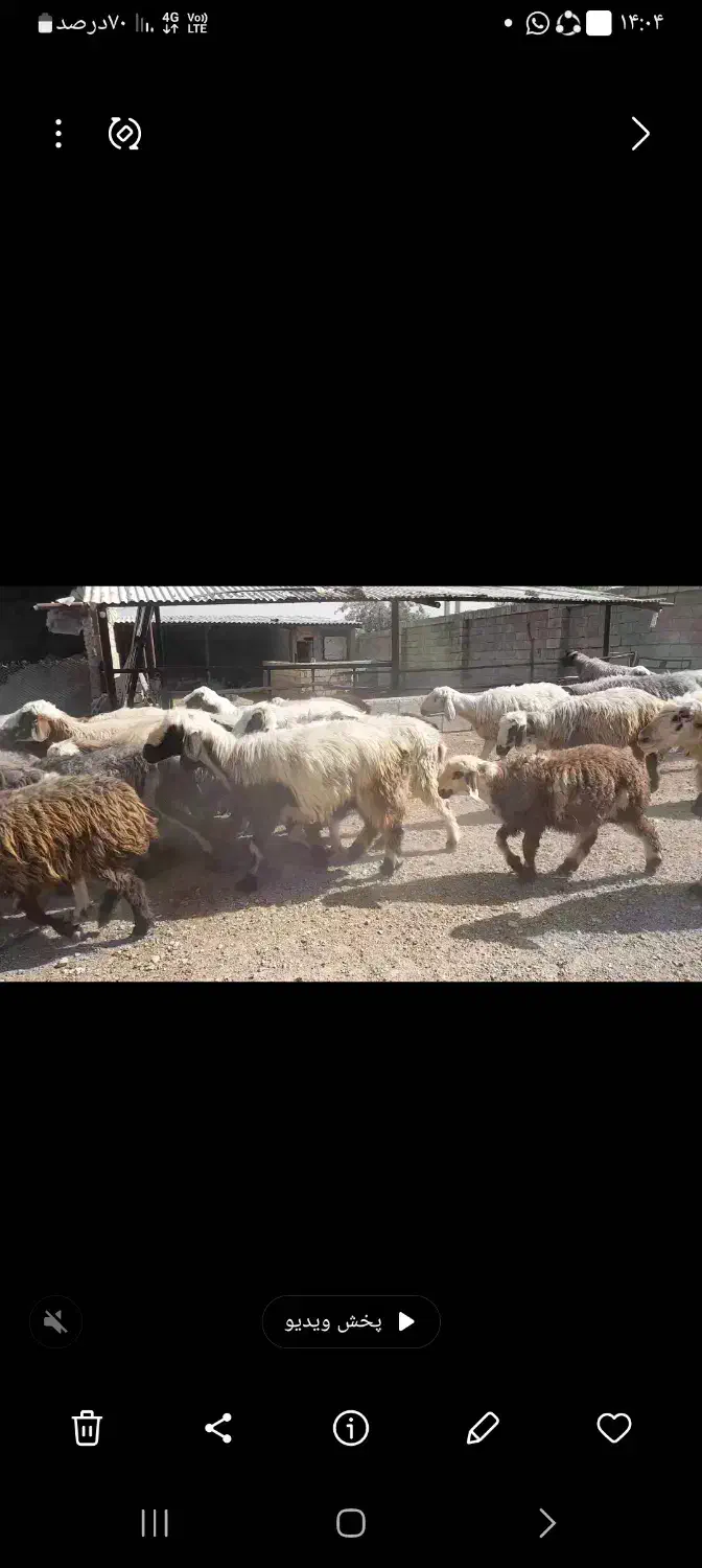 بره چاق مخصوص قصابی|حیوانات مزرعه|شیراز, ظفرآباد|دیوار