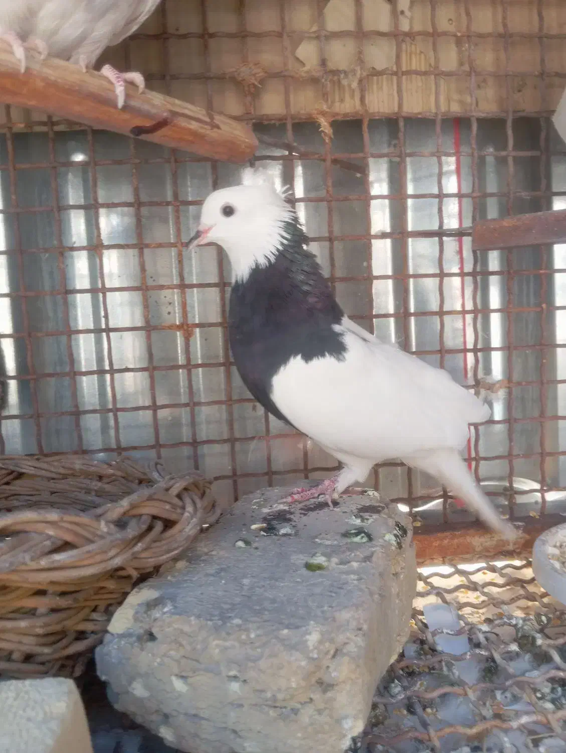 طوقی سیا ماده 350 کفتر سفید نیم طوق نر مست 200|پرنده|فیروزآباد (فارس), |دیوار