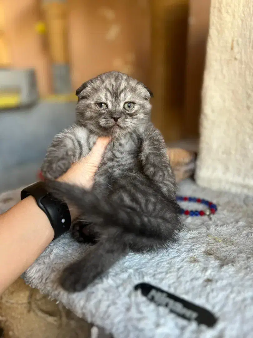 گربه اسکاتیش فولد|گربه|صدرا-فارس, فاز ۱|دیوار