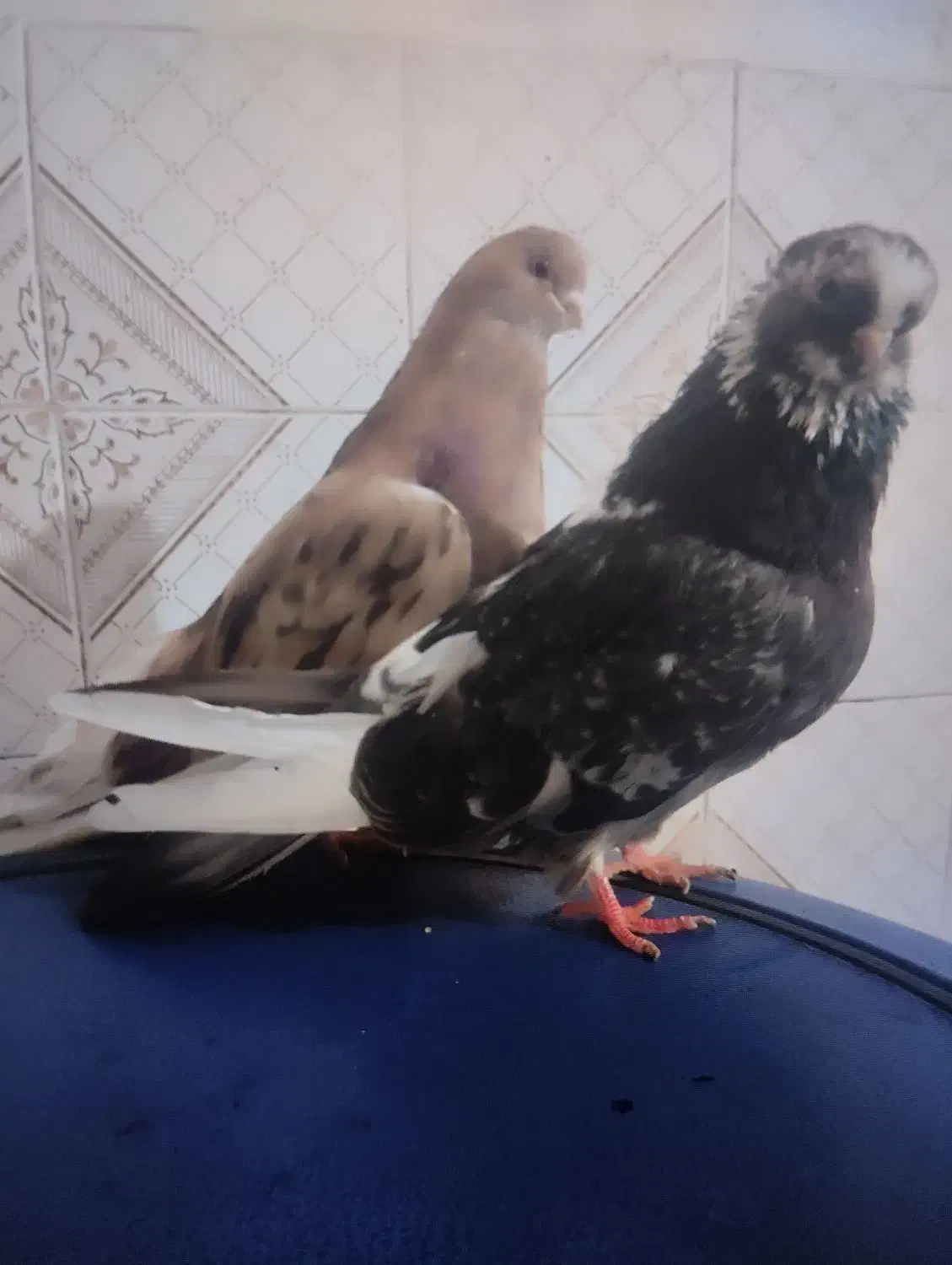 کبوتر نوک ریزوقنار|پرنده|گرمی, |دیوار