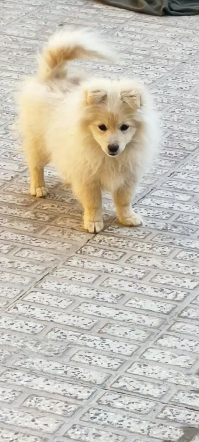 پامر عروسکی 4 ماهه|سگ|فولادشهر, A6|دیوار