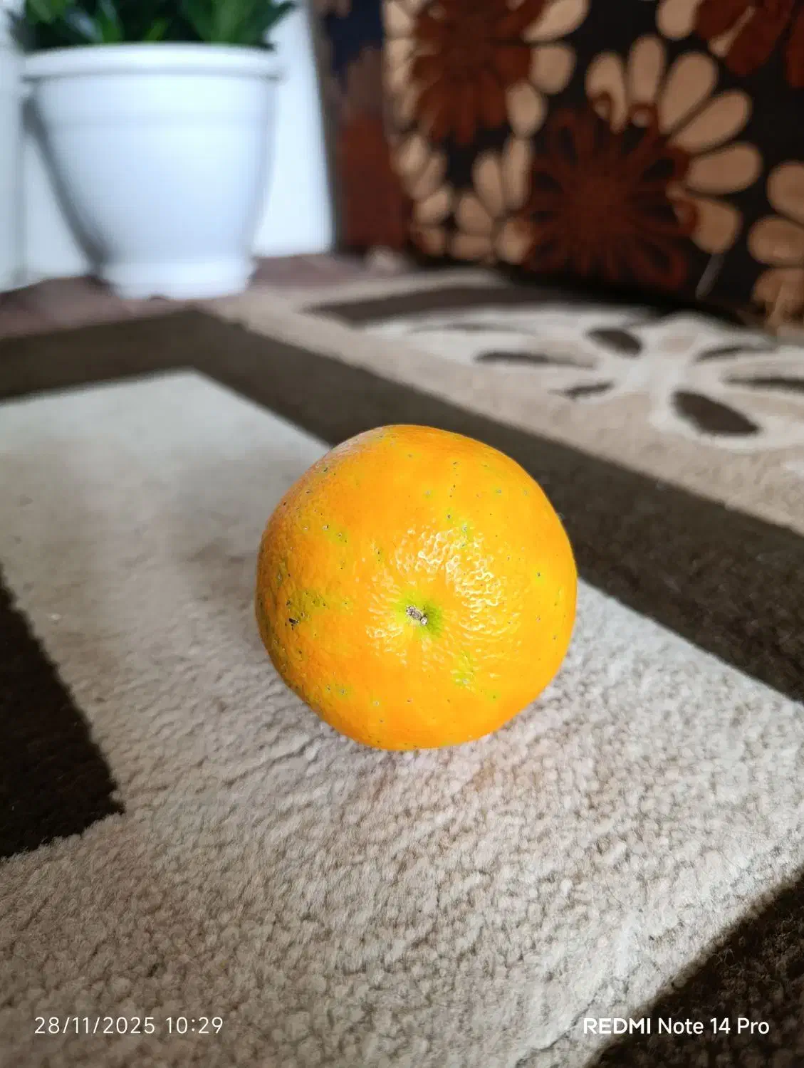 میوه نارنج آبدار|عمده‌فروشی|بندر انزلی, نوغان|دیوار