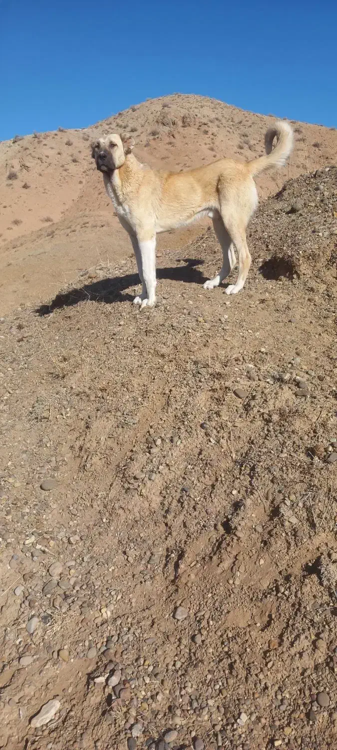 بوزی|سگ|شادیان, |دیوار