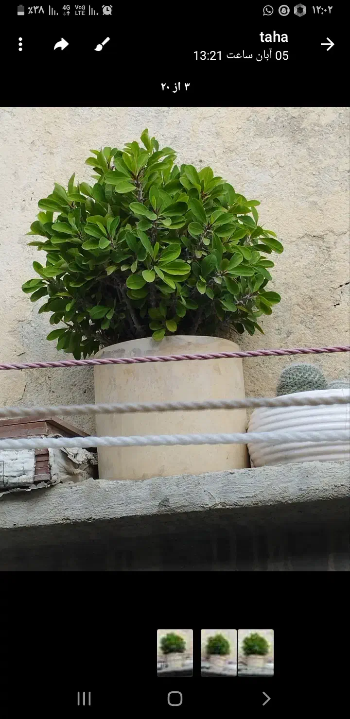 گلمرجان|گل و گیاه طبیعی|کرمانشاه, |دیوار