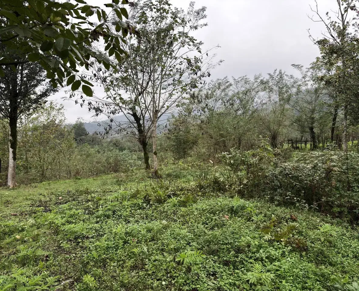 زمین مسکونی در دل طبیعت آرام امام زاده ابراهیم|فروش زمین و ملک کلنگی|احمدسرگوراب, |دیوار