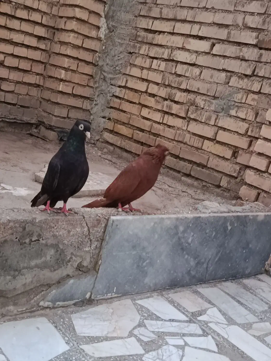 کفتر رنگی|پرنده|خرمشهر, |دیوار