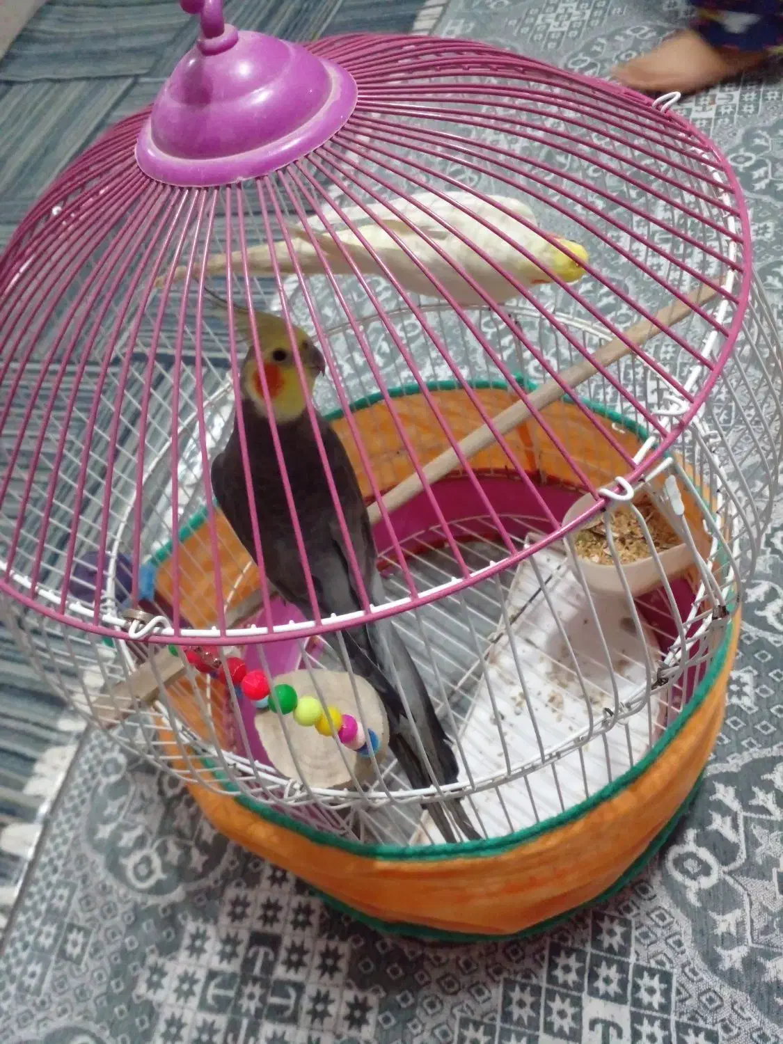 یک جفت عروس هلندی|پرنده|کوچصفهان, |دیوار