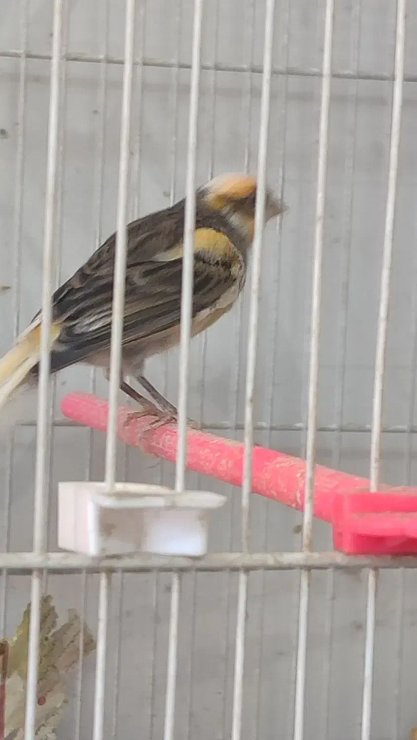 فروش یکجا قناری فری، رسمی|پرنده|مشهد, شریف|دیوار