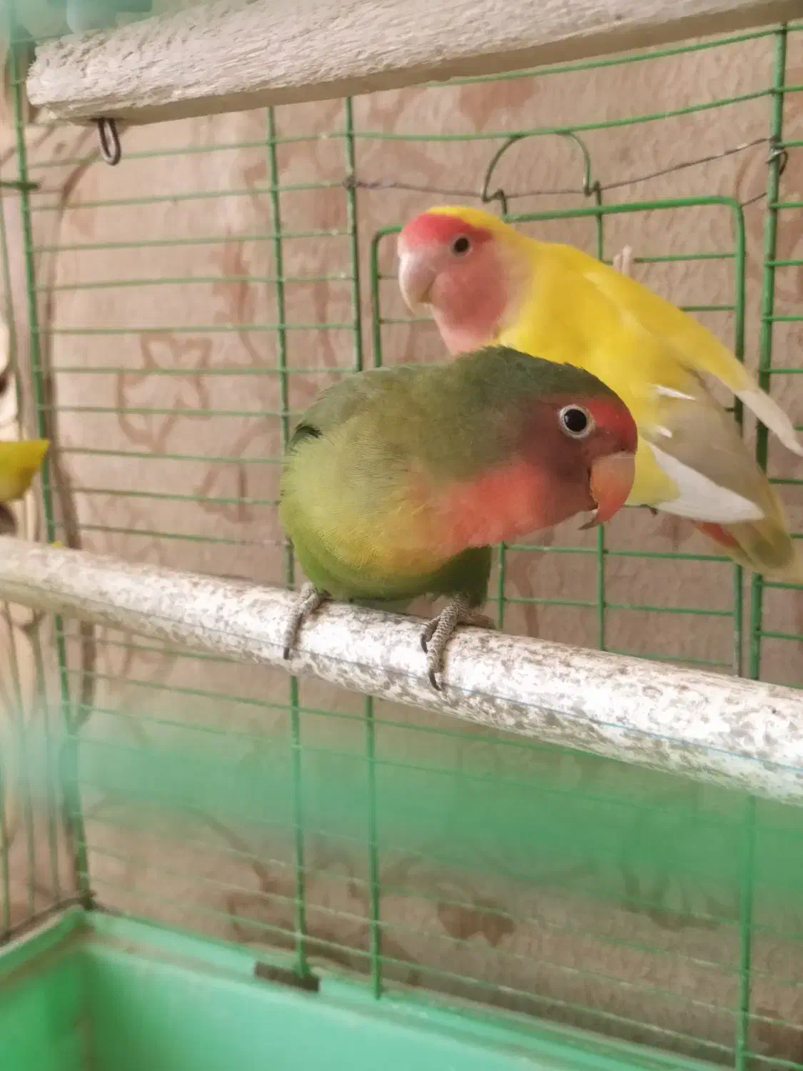 طوطی برزیلی با تخم|پرنده|ملایر, |دیوار