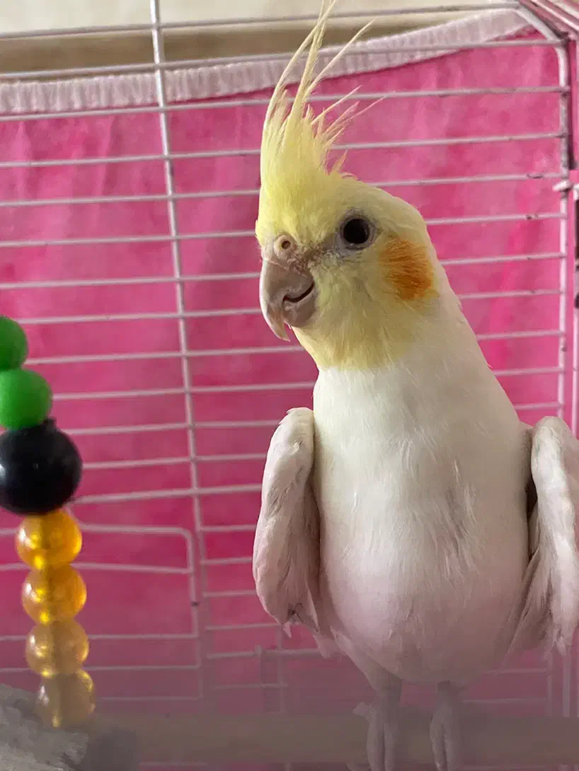 عروس هلندی|پرنده|قم, نخودی|دیوار