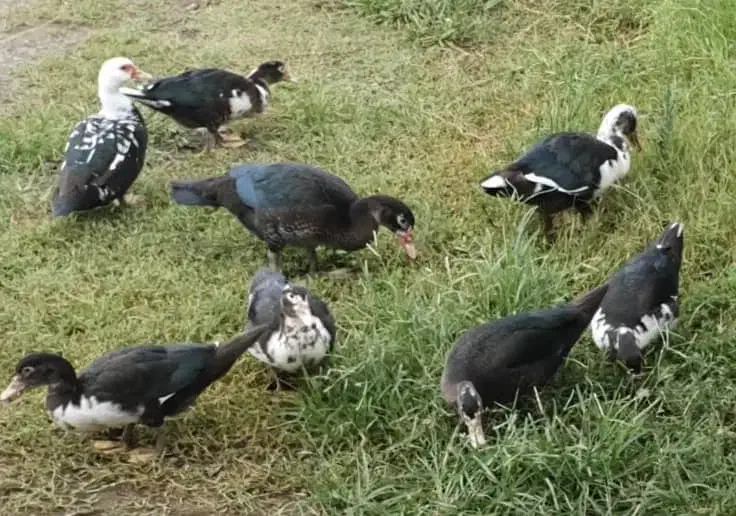 فروش اردک اسرائیلی در تالش|حیوانات مزرعه|تالش, هشتپر|دیوار