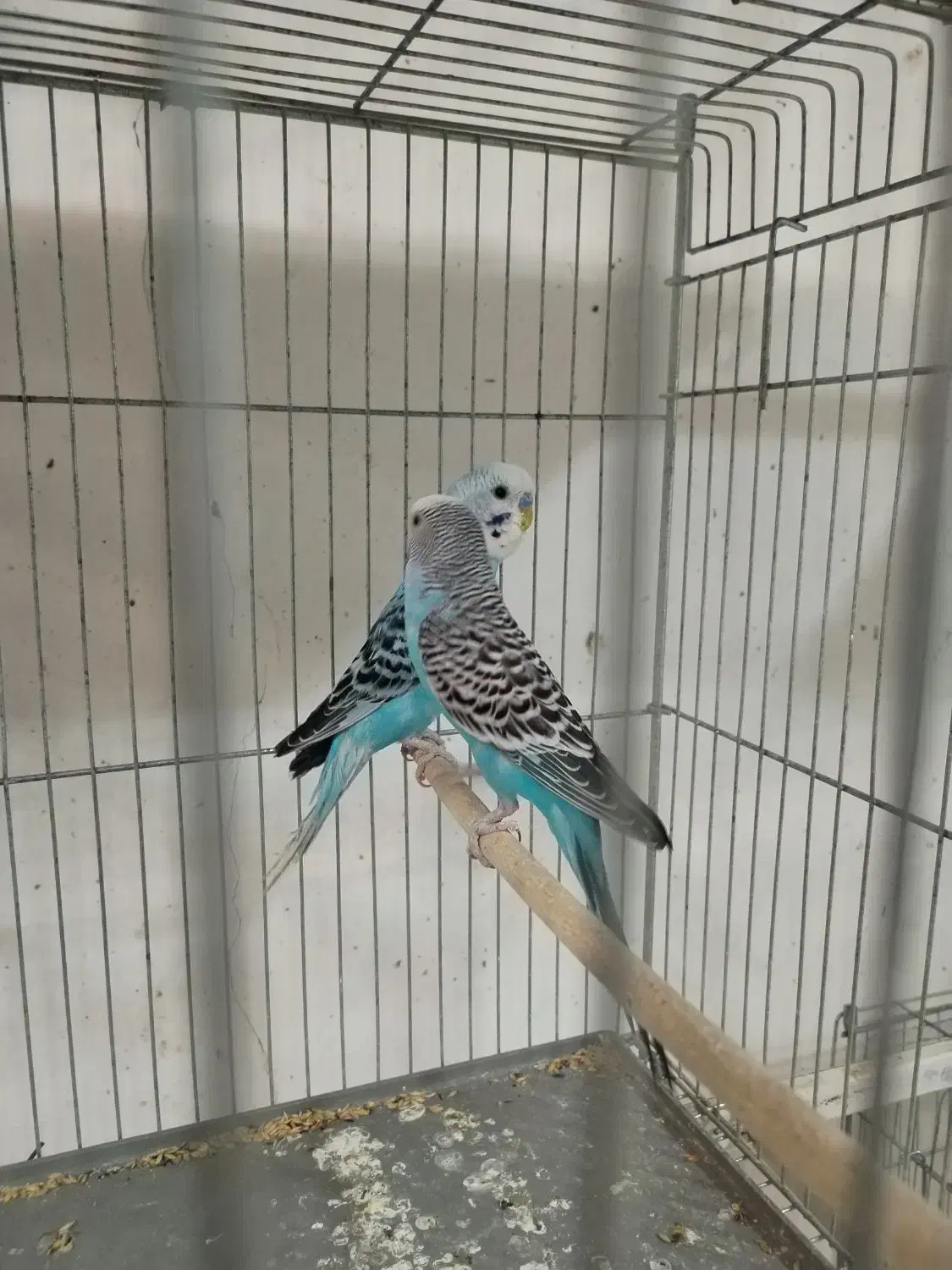 مرغ عشق|پرنده|بم, |دیوار