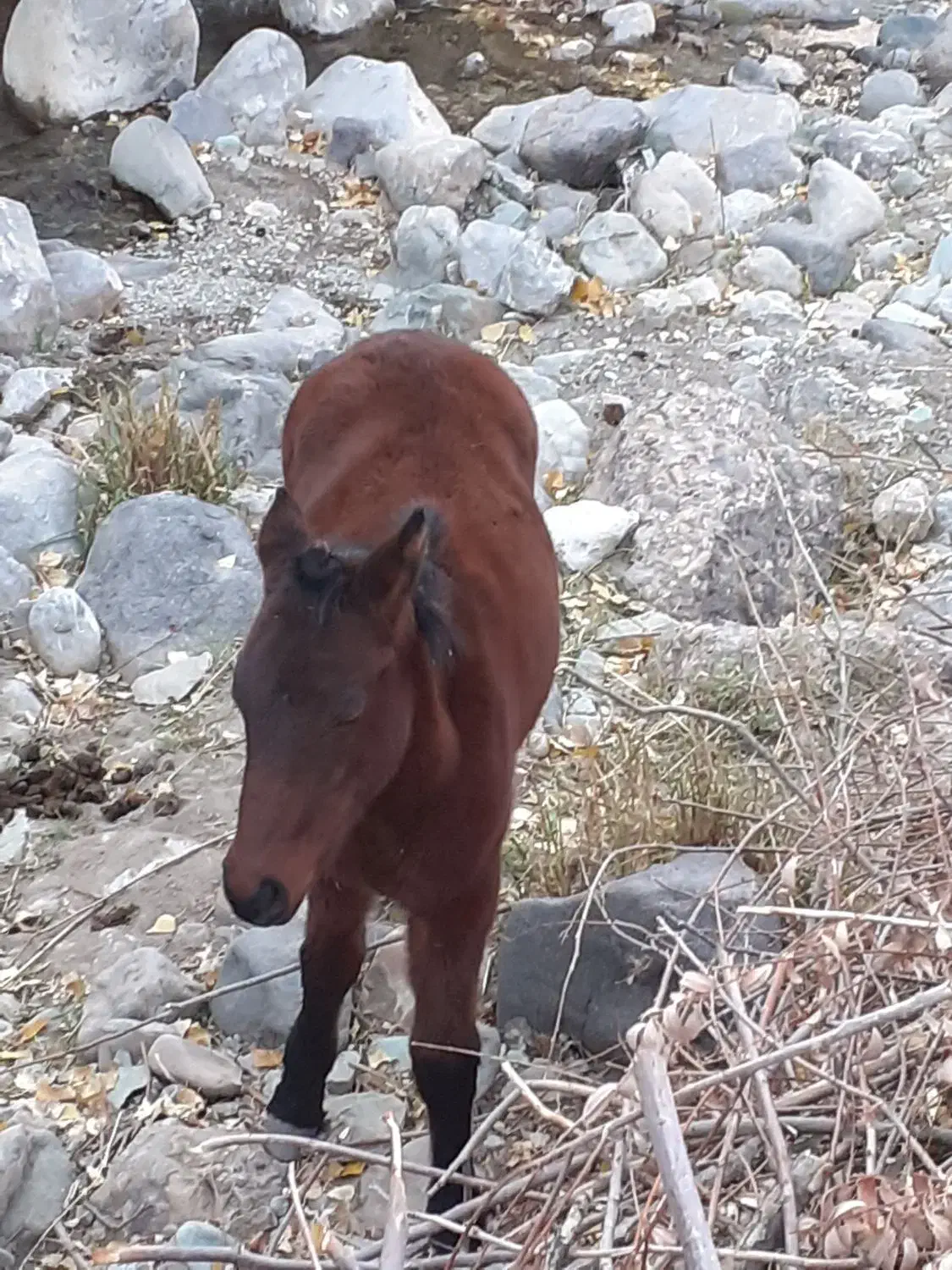 کره اسب|اسب و تجهیزات اسب‌سواری|طالقان, |دیوار