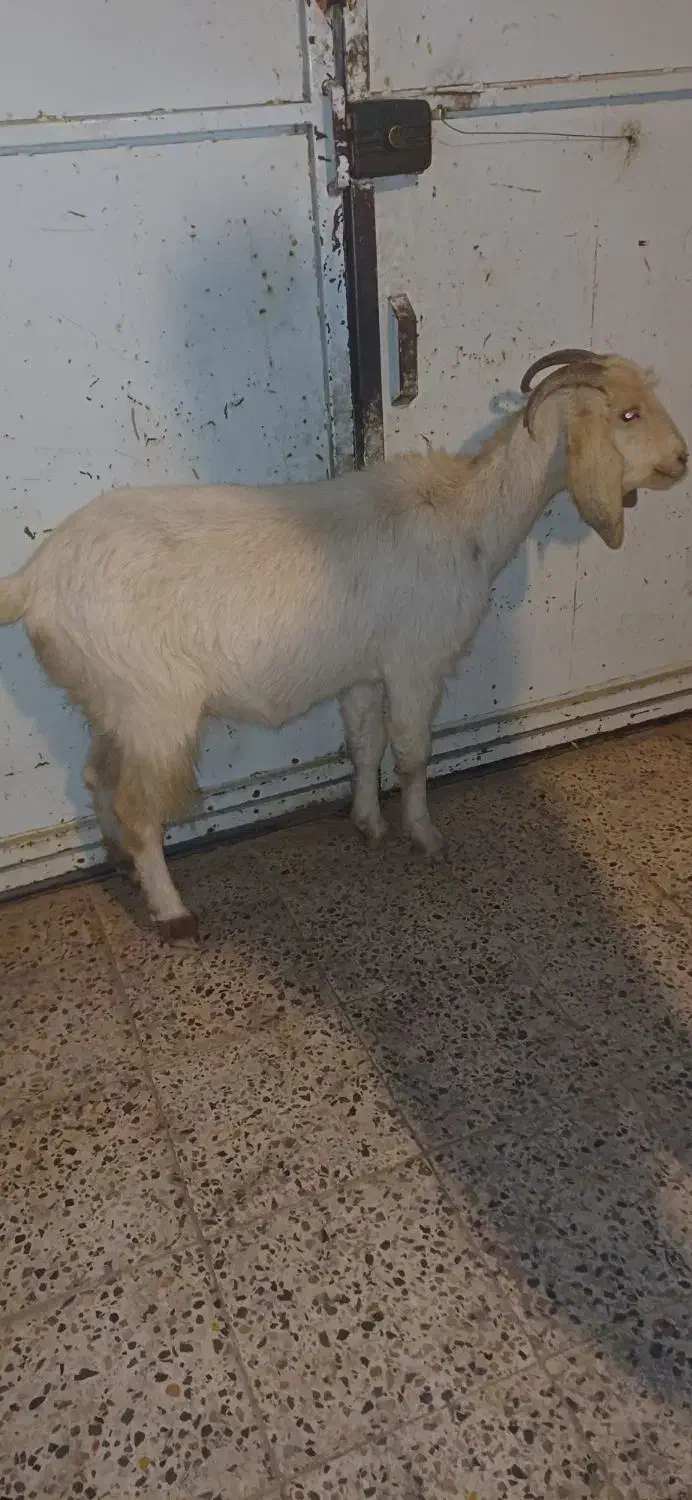 بز چاق سرحال|حیوانات مزرعه|دهدشت, |دیوار