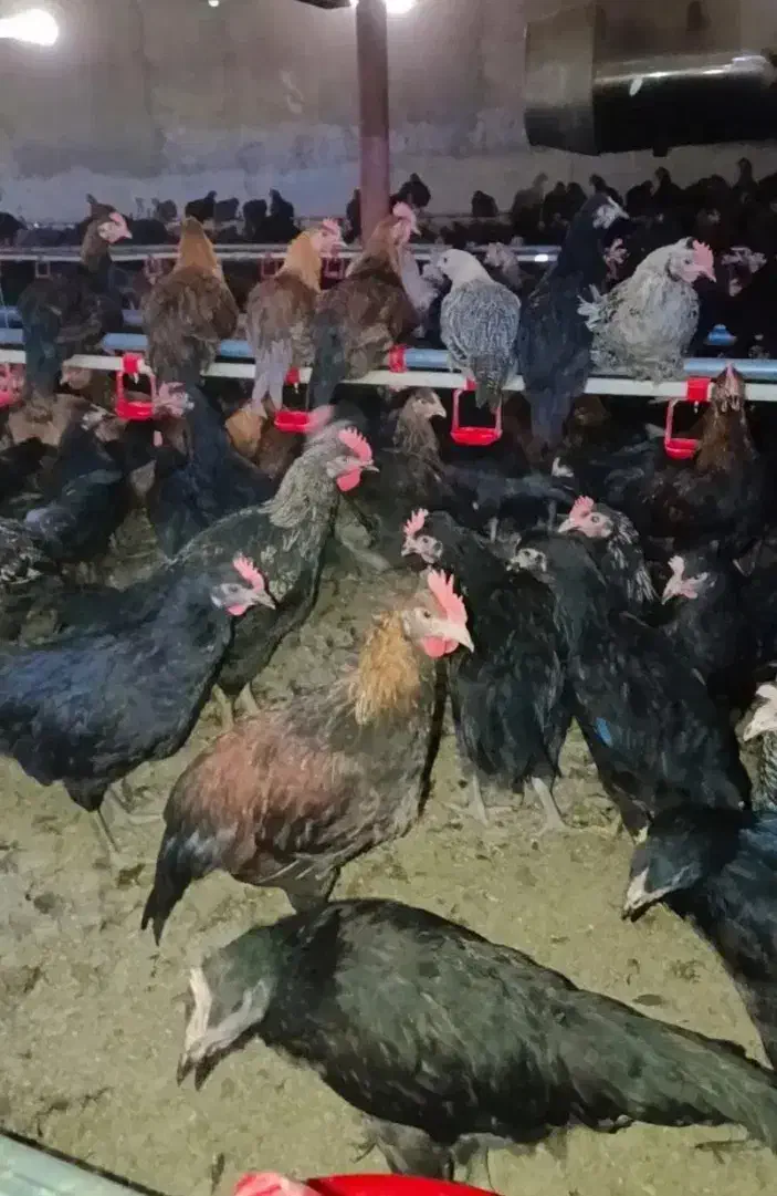 مرغ محلی|حیوانات مزرعه|دهدشت, |دیوار