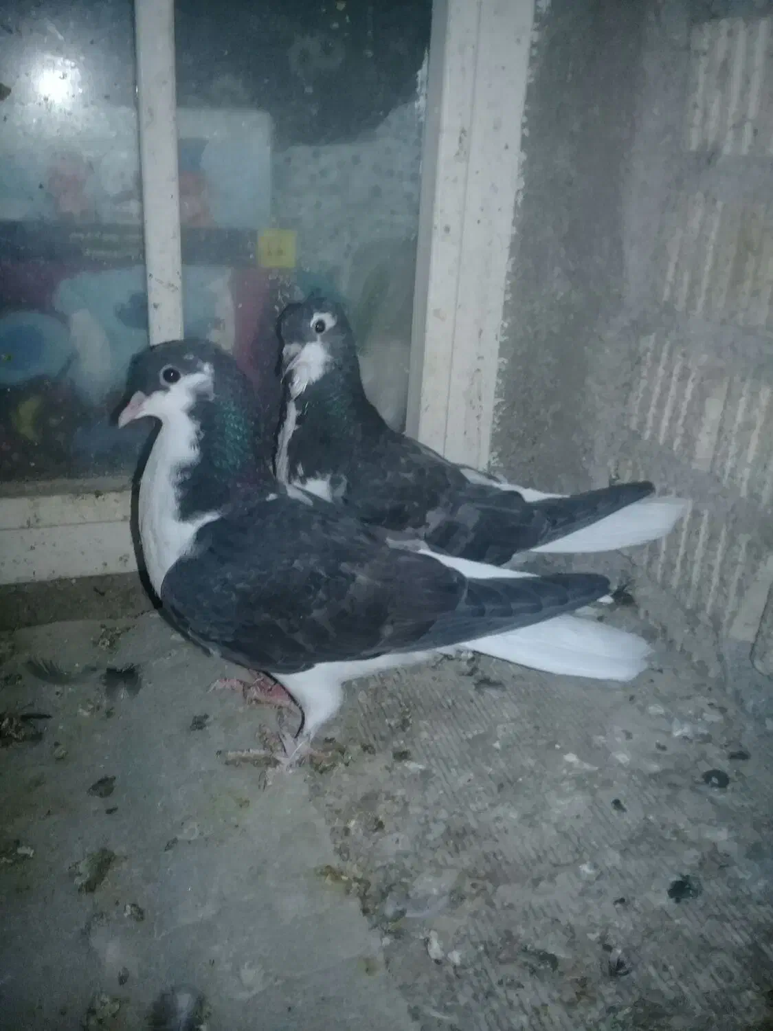 فروش چهارعددکبوتر|پرنده|جنت, |دیوار