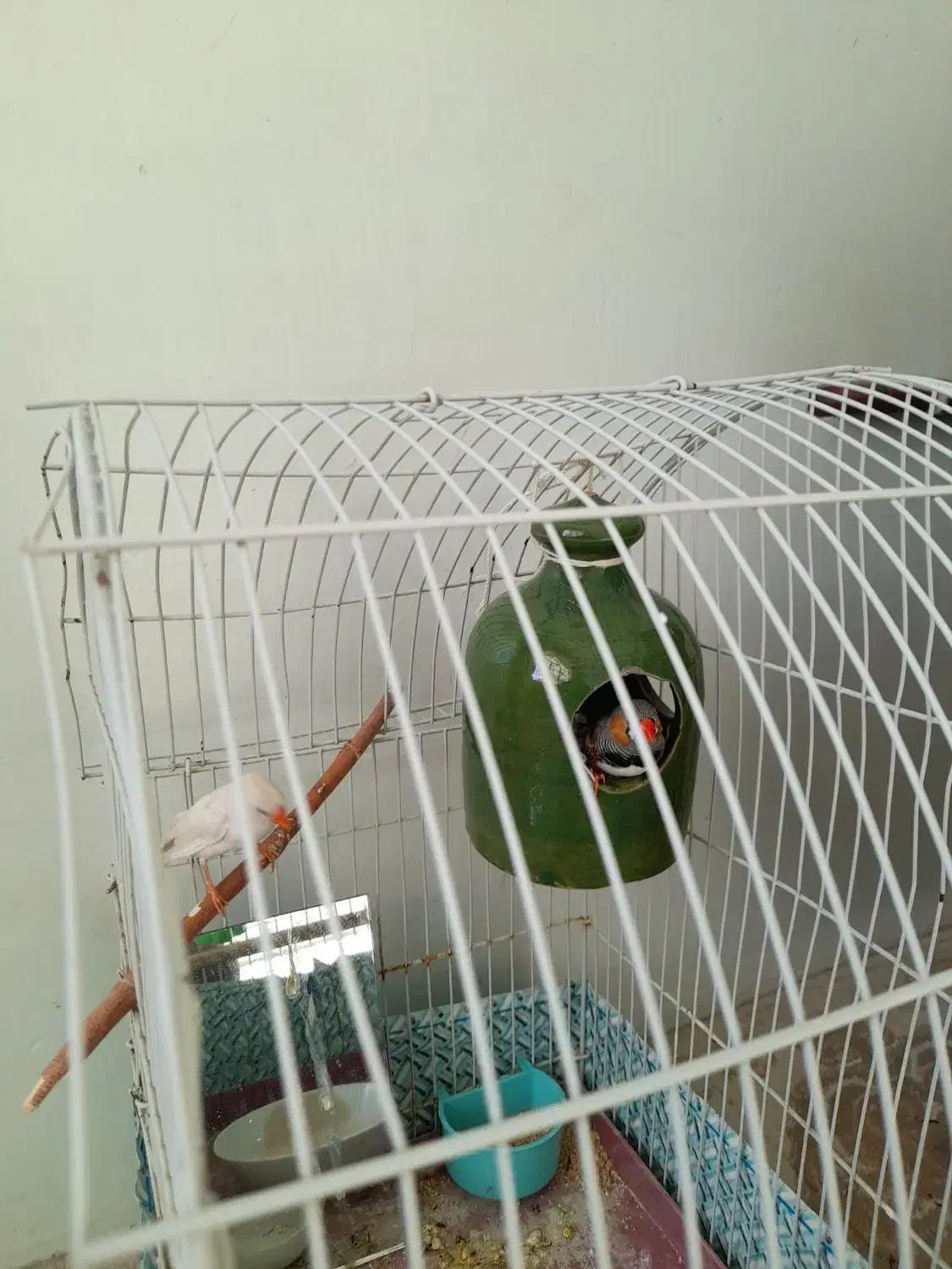 نفج نر وماده|پرنده|زبرخان, |دیوار