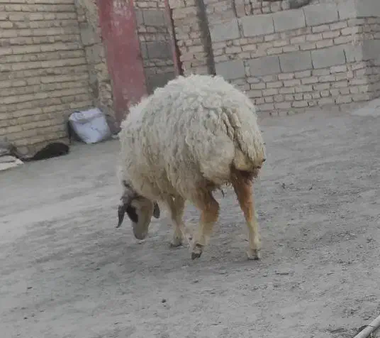 میش|حیوانات مزرعه|سراوان, |دیوار