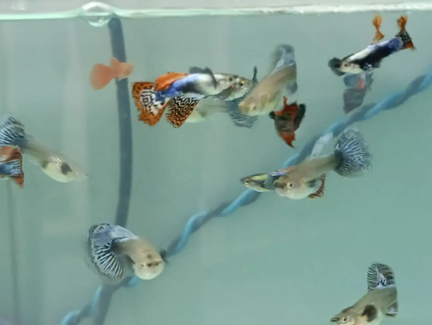 کپی بیگ ایر رد موزاییک|ماهی|بروجرد, |دیوار