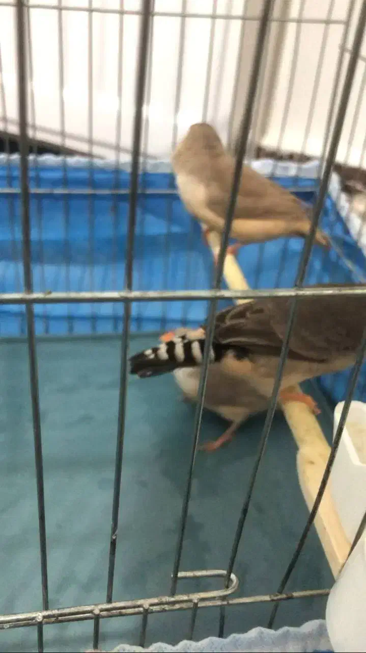 جوجه ۳ماهه فنچ کینگ|پرنده|پاکدشت, پاکدشت (مامازند)|دیوار