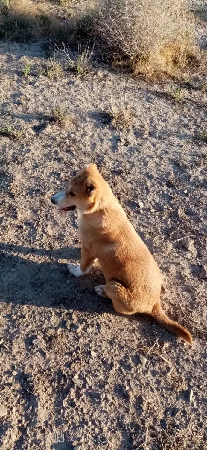 سگ پاکوتا|سگ|بیرجند, |دیوار