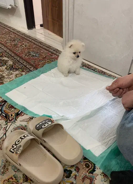 پامر خرسی|سگ|مشهد, منزل آباد|دیوار