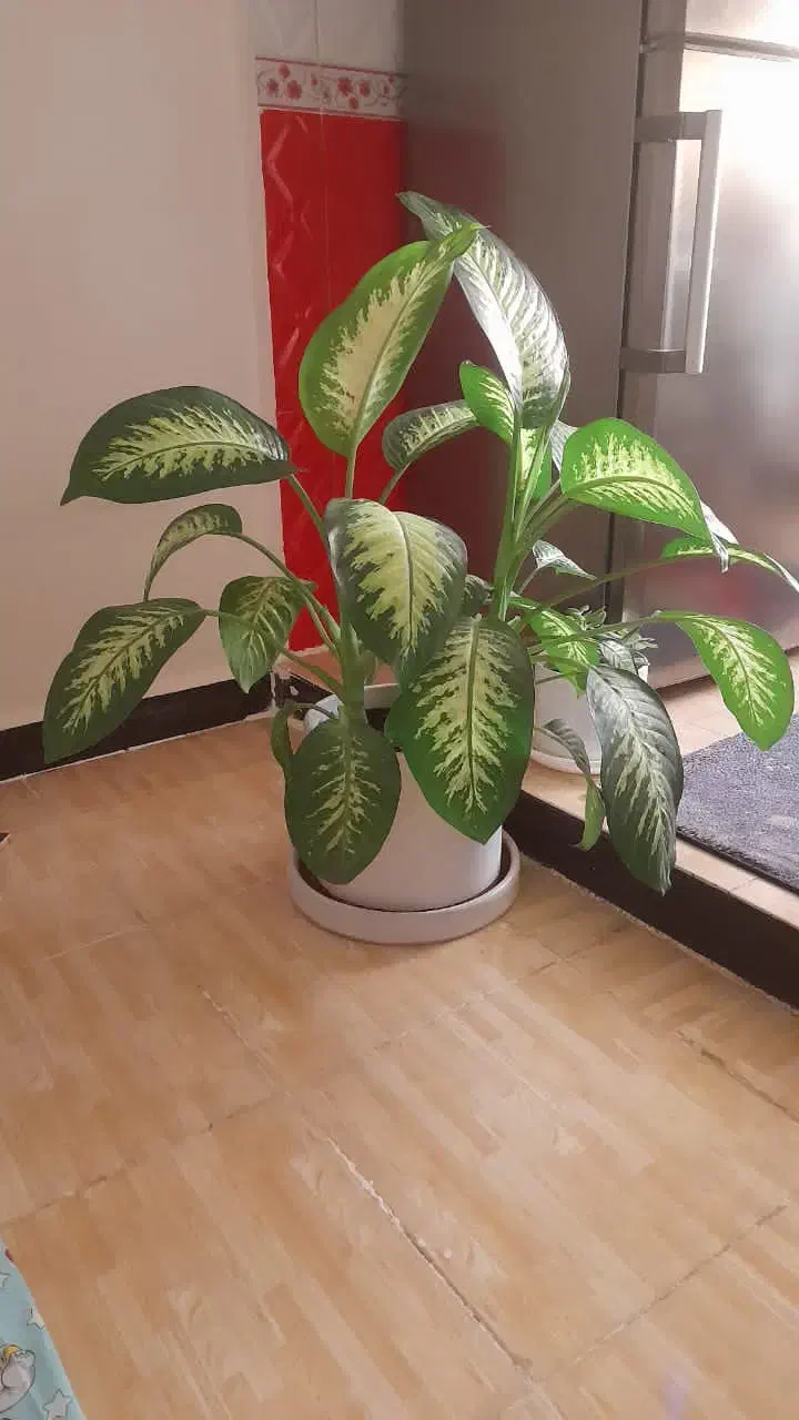 گل دیفن بزرگ وگلدان بزرگ بزرگ|گل و گیاه طبیعی|مسجد سلیمان, |دیوار