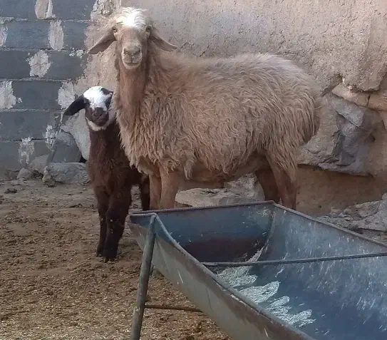 میش دوقلو زا ، میش بره دار ،میش ابستن بز|حیوانات مزرعه|مشهد, امیریه|دیوار