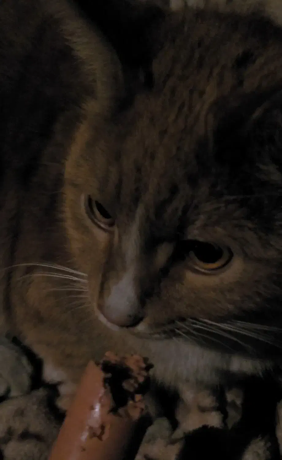 گربه دی اس اچ پیدا شده|حیوانات|تهران, حسینآباد|دیوار