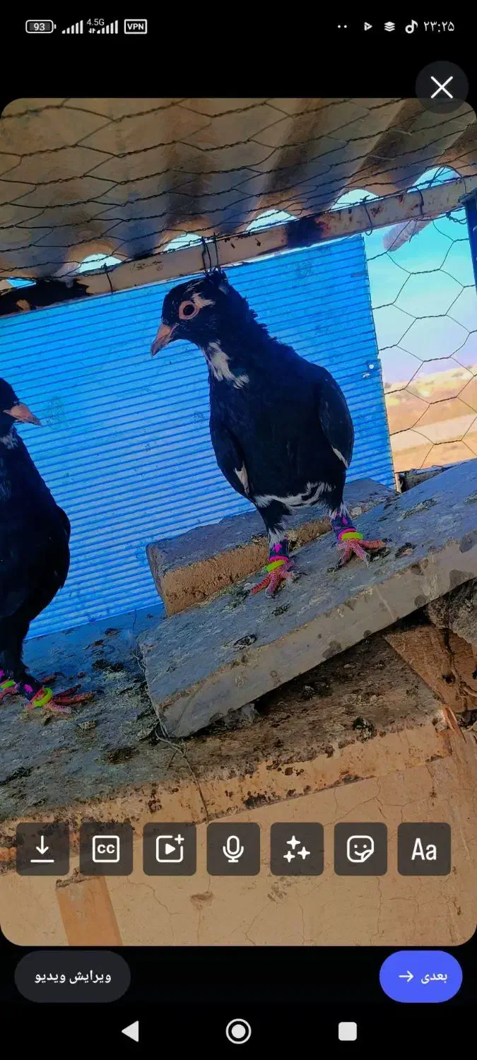 جوجه رنگی|پرنده|تربتحیدریه, کوی شهید احمدزاده ملکی|دیوار