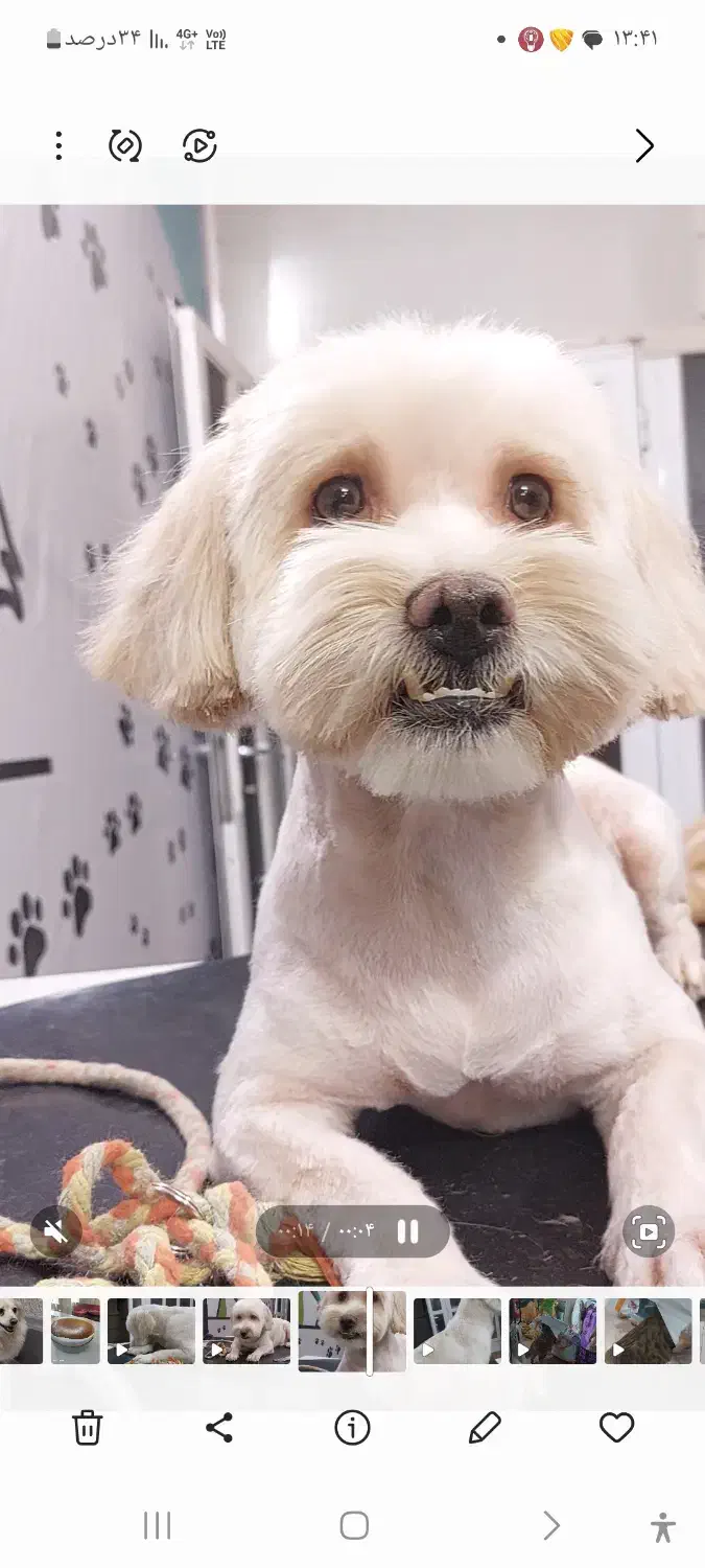 گمشده|حیوانات|گرمسار, |دیوار