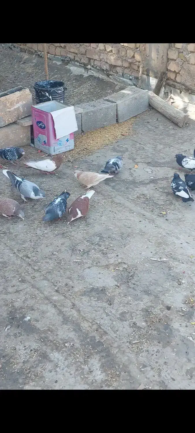 خوشرنگ سینهای پلاکی|پرنده|مبارکه, |دیوار