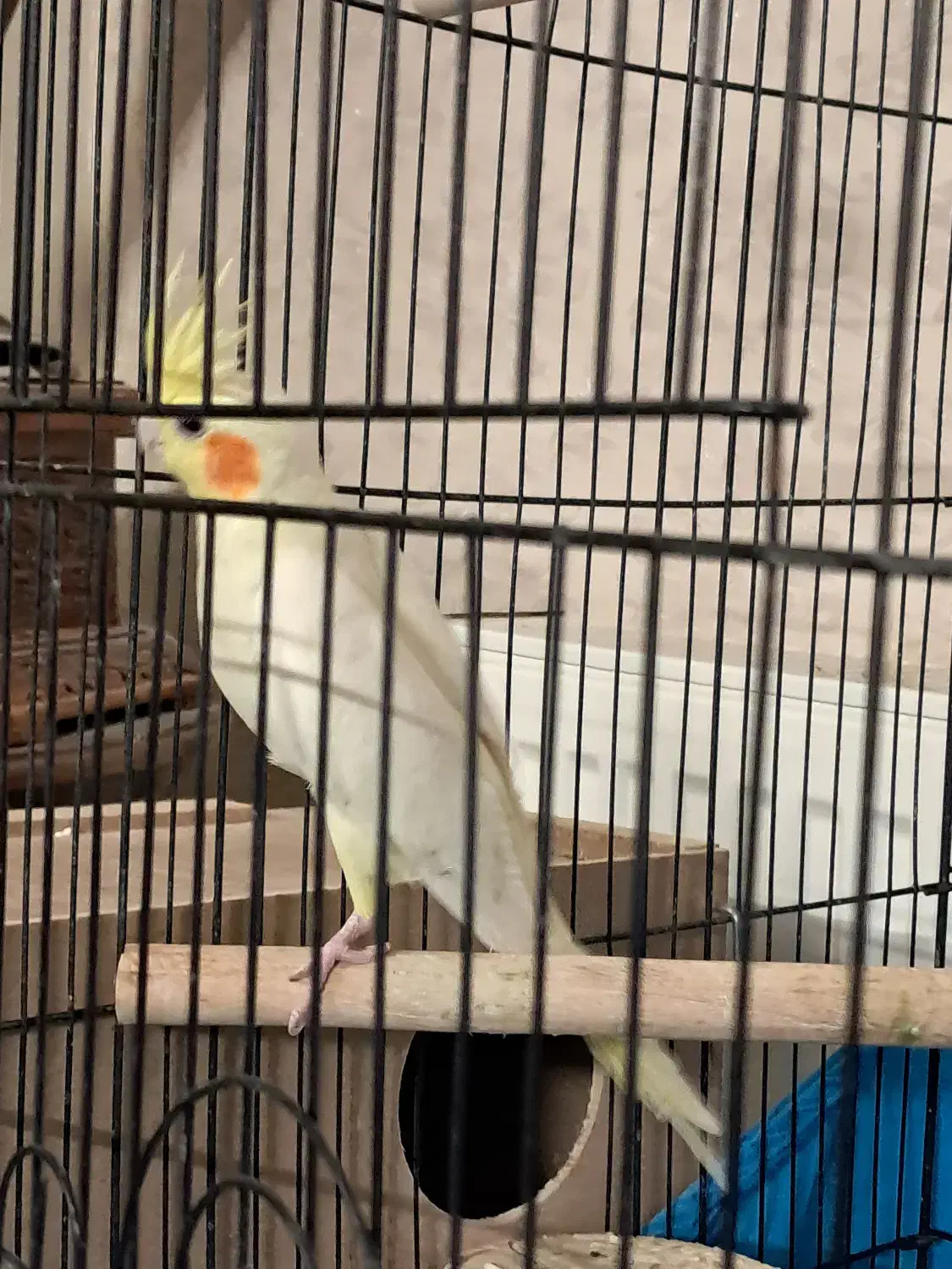 یک جفت عروس هلندی به همراه متعلقات|پرنده|یزد, |دیوار