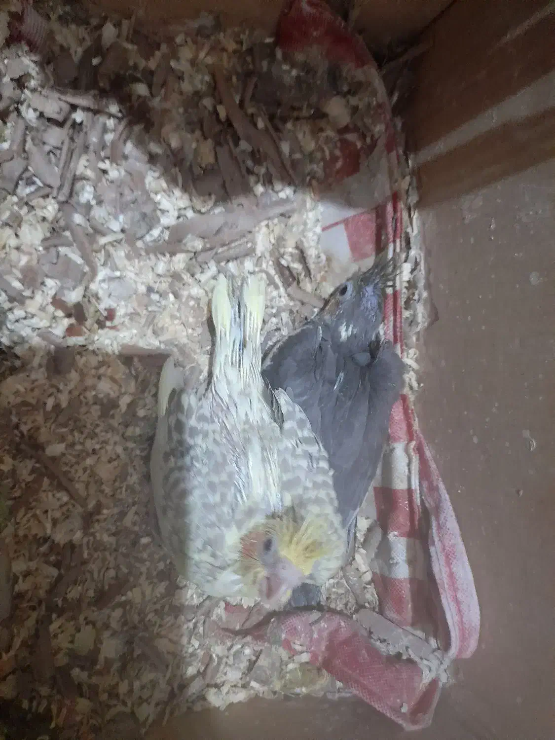 عروس هلندی سرلاکی|پرنده|کازرون, |دیوار