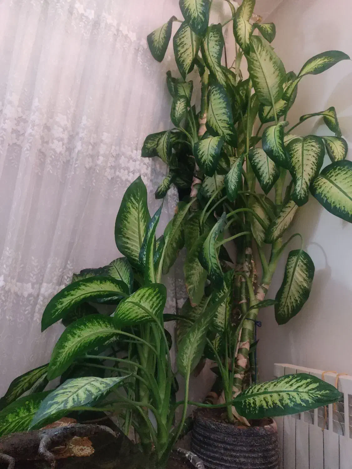 2عدرخت دیفن باخیا خارجی واز نوع ماده|گل و گیاه طبیعی|تهران, شهرک شهید رجایی (کوی نوبنیاد)|دیوار