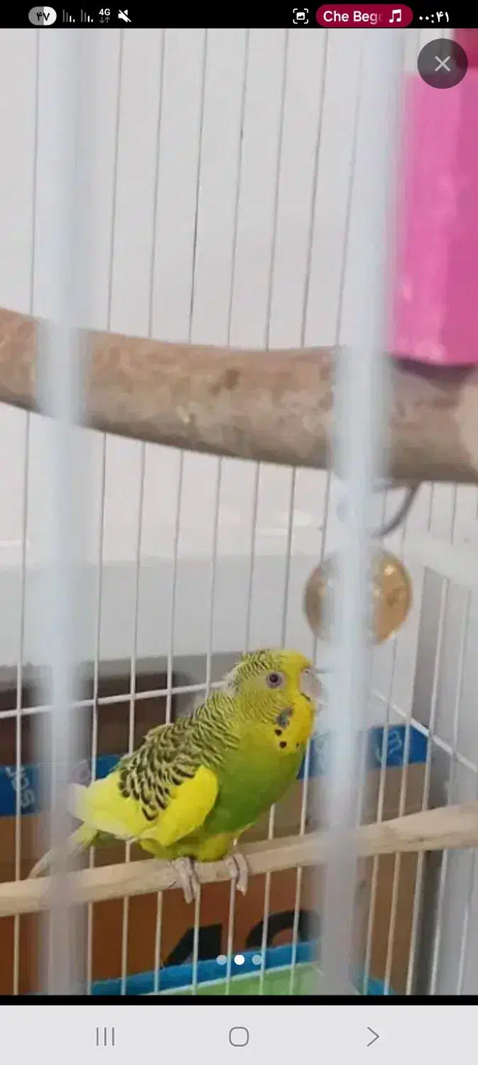 مرغ عشق ماده|پرنده|گرمسار, |دیوار