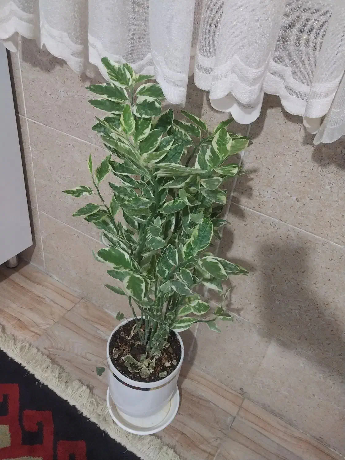 گل طبیعی|گل و گیاه طبیعی|کرمانشاه, |دیوار