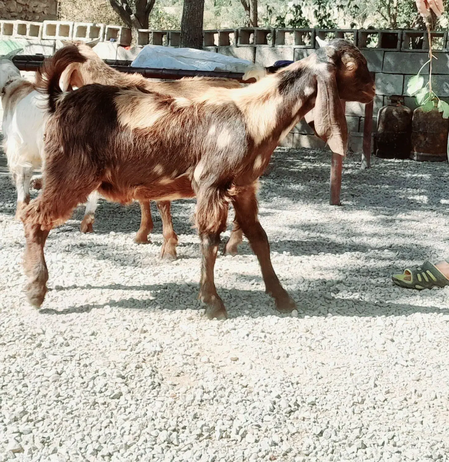 کهره ی نژدی  پازنی|حیوانات مزرعه|دهدشت, |دیوار