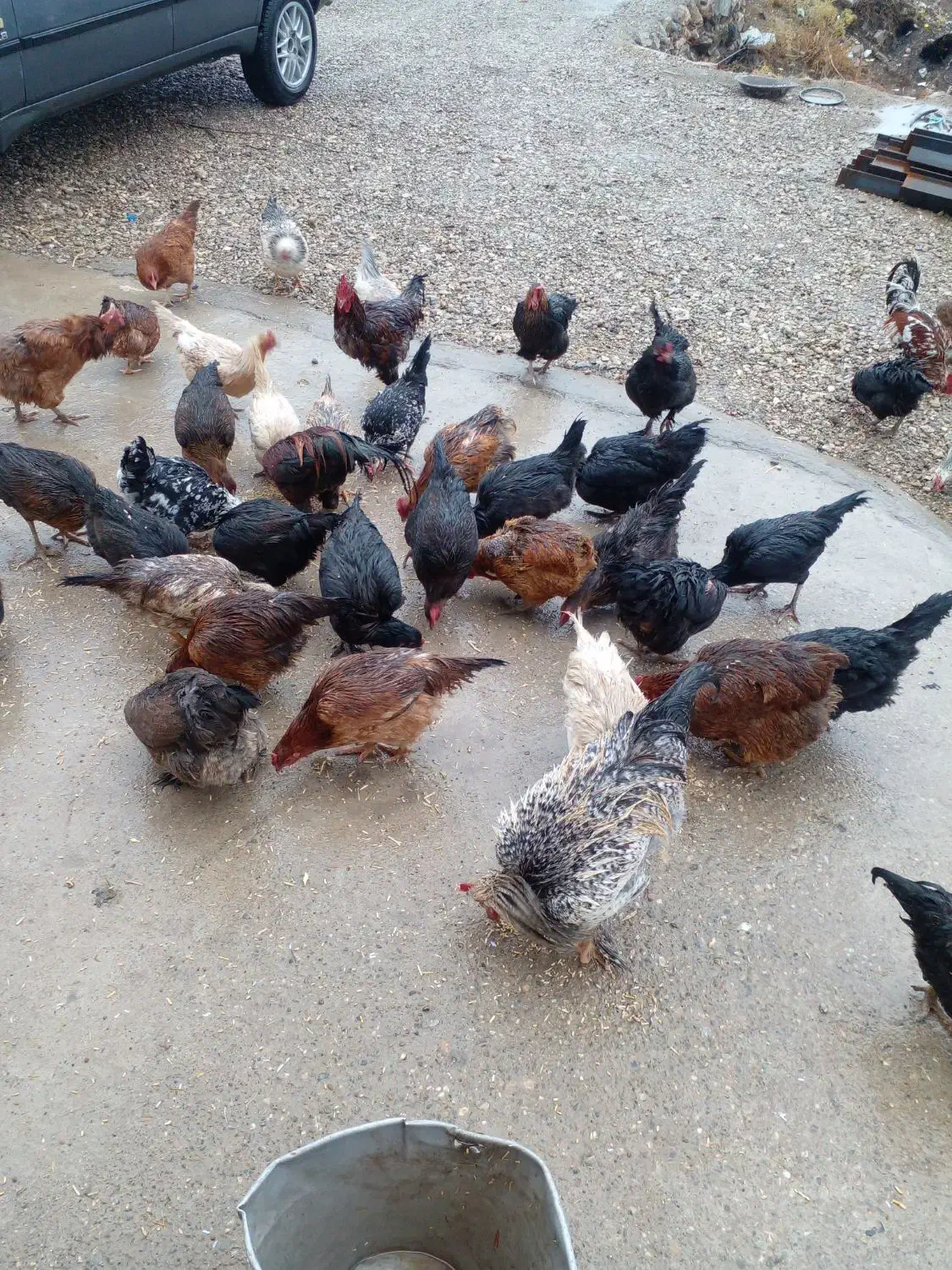 مرغ بیرانشهر|حیوانات مزرعه|بیرانوند, |دیوار