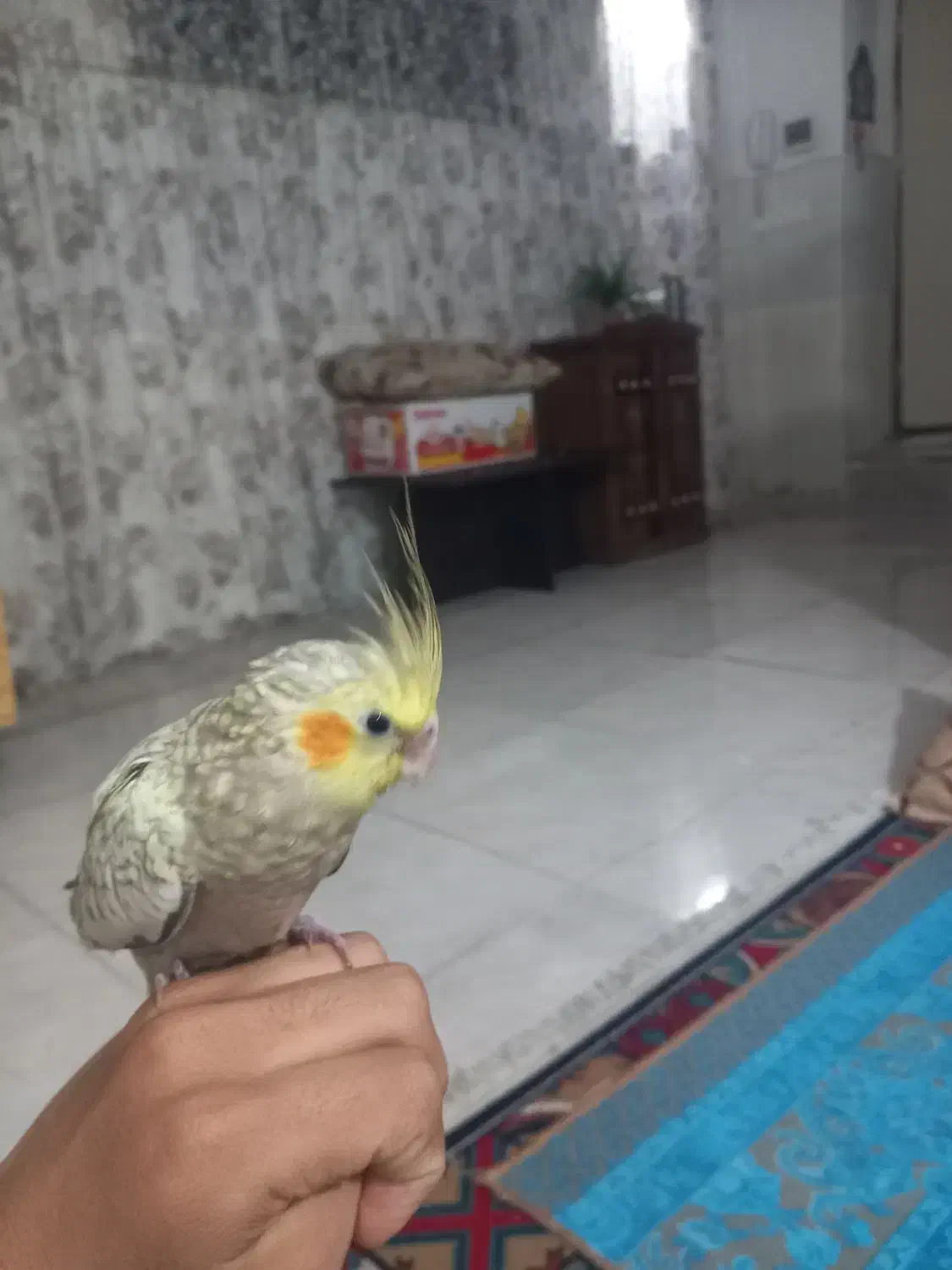 عروس هلندی ماده دو ماهه هست|پرنده|سبزوار, رضوی|دیوار