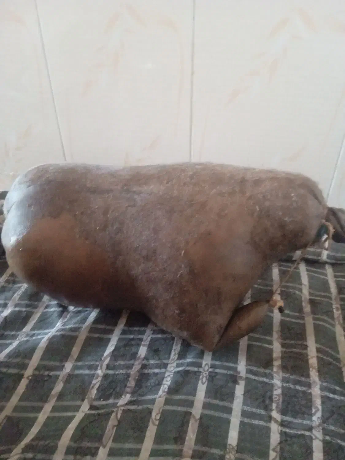 هیزه|ظروف نگهدارنده، پلاستیکی، یک‌بارمصرف|دورود, |دیوار