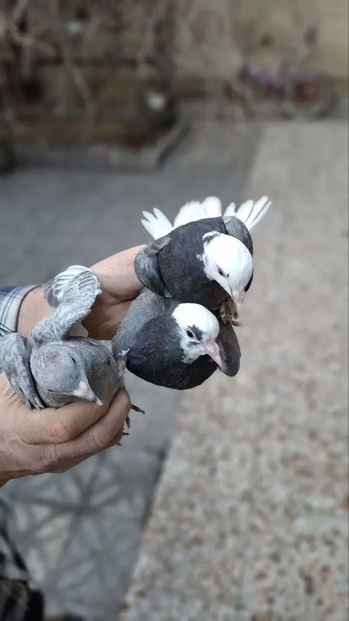 کفتر|پرنده|قرچک, میرزائی شمالی|دیوار