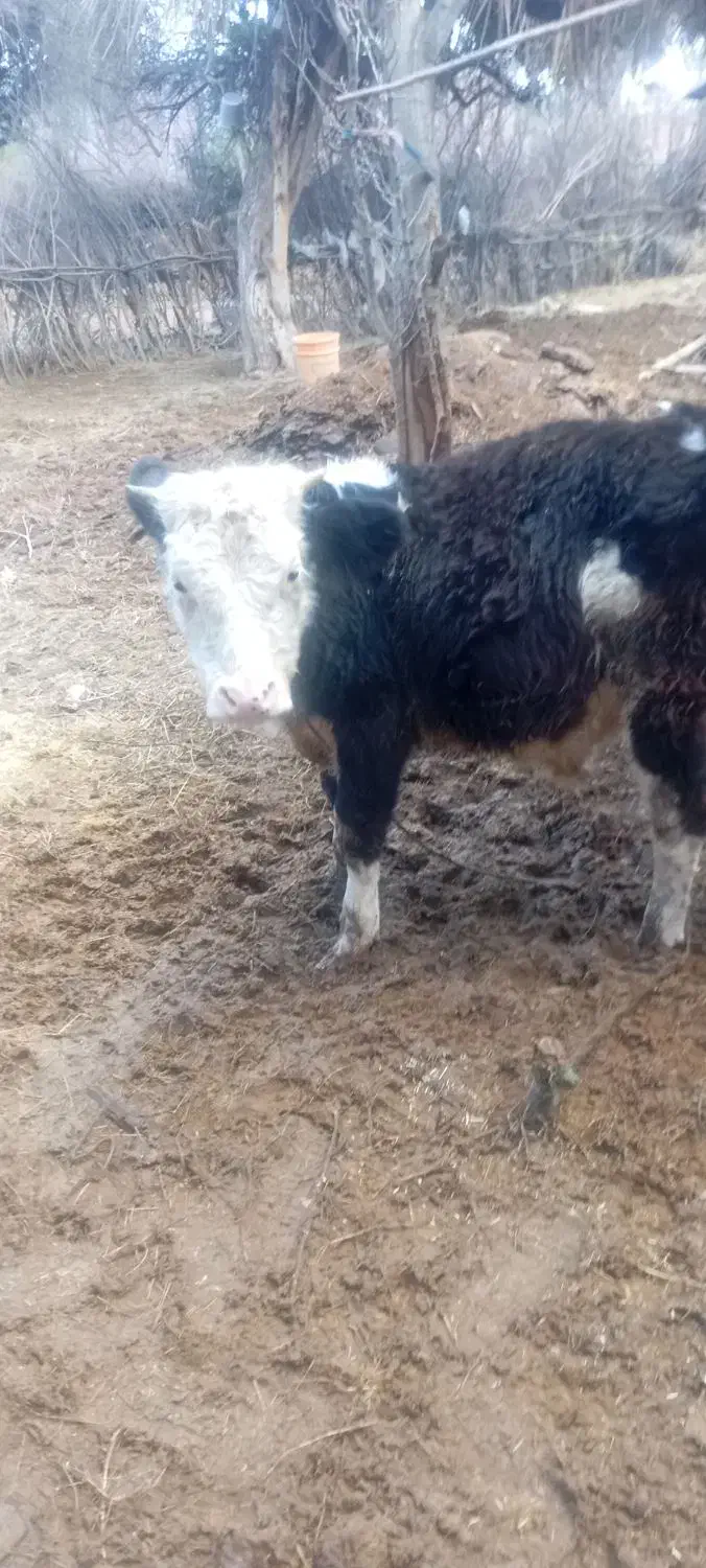 گوساله|حیوانات مزرعه|جیرفت, |دیوار