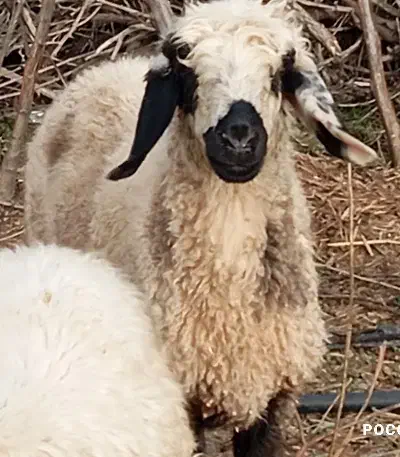 بره|حیوانات مزرعه|جیرفت, |دیوار