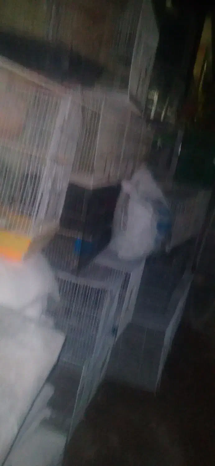 قفس|لوازم جانبی حیوانات|شیروان (خراسان), |دیوار