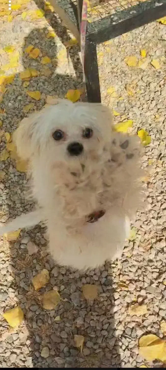 سگ شیتزو سوپر فلت|سگ|یاسوج, |دیوار