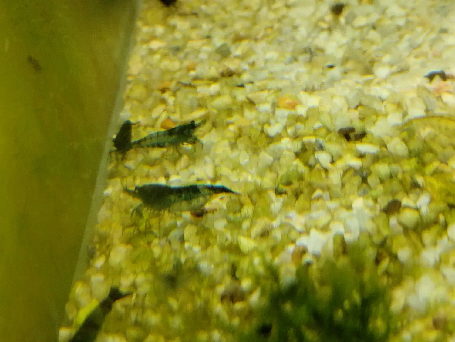 میگو شریمپ بلک آکواریوم ماهی|ماهی|سبزوار, چهارراه فرودگاه|دیوار