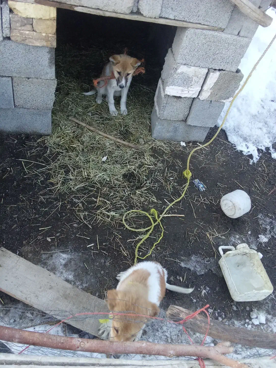 توله نر|سگ|سیلوانه, |دیوار